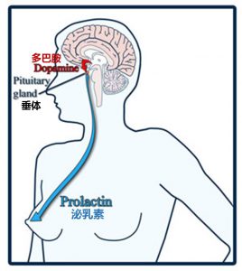 نقش هورمون پرولاکتین در بدن