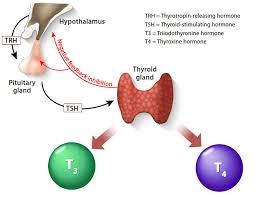 نحوه ترشح این هورمون و روش اندازه گیری آن با کیت T3