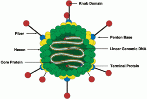 ساختار آدنو ویروس