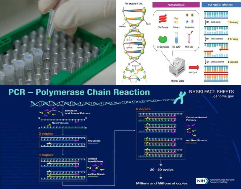 تکنیک PCR