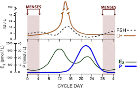 میزان ترشح هورمون FSH در دوره های مختلف سیکل قاعدگی