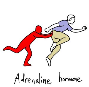 هورمون آدرنالین چه نقش هایی در بدن دارد