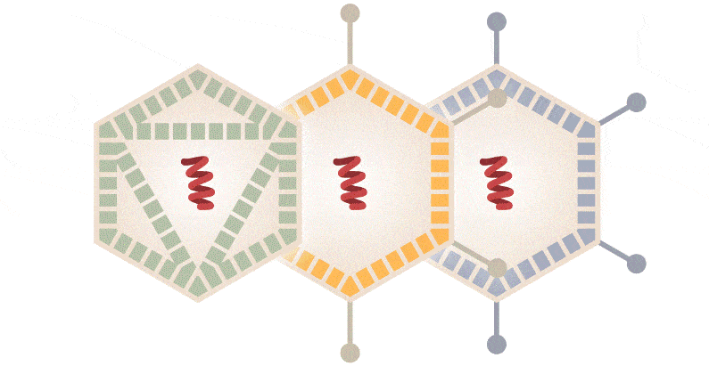 Viral Vector Vaccines